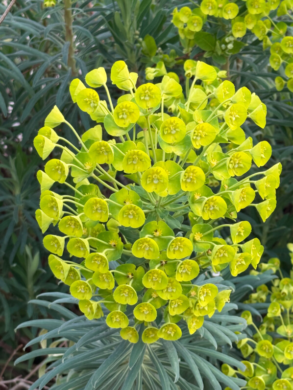Euphorbe des garrigues, Euphorbia characias, plante vivace, Paris 14e (75)