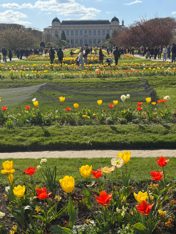 Floraisons au début du printemps dans le Jardin des plantes, Paris 5e (75)
