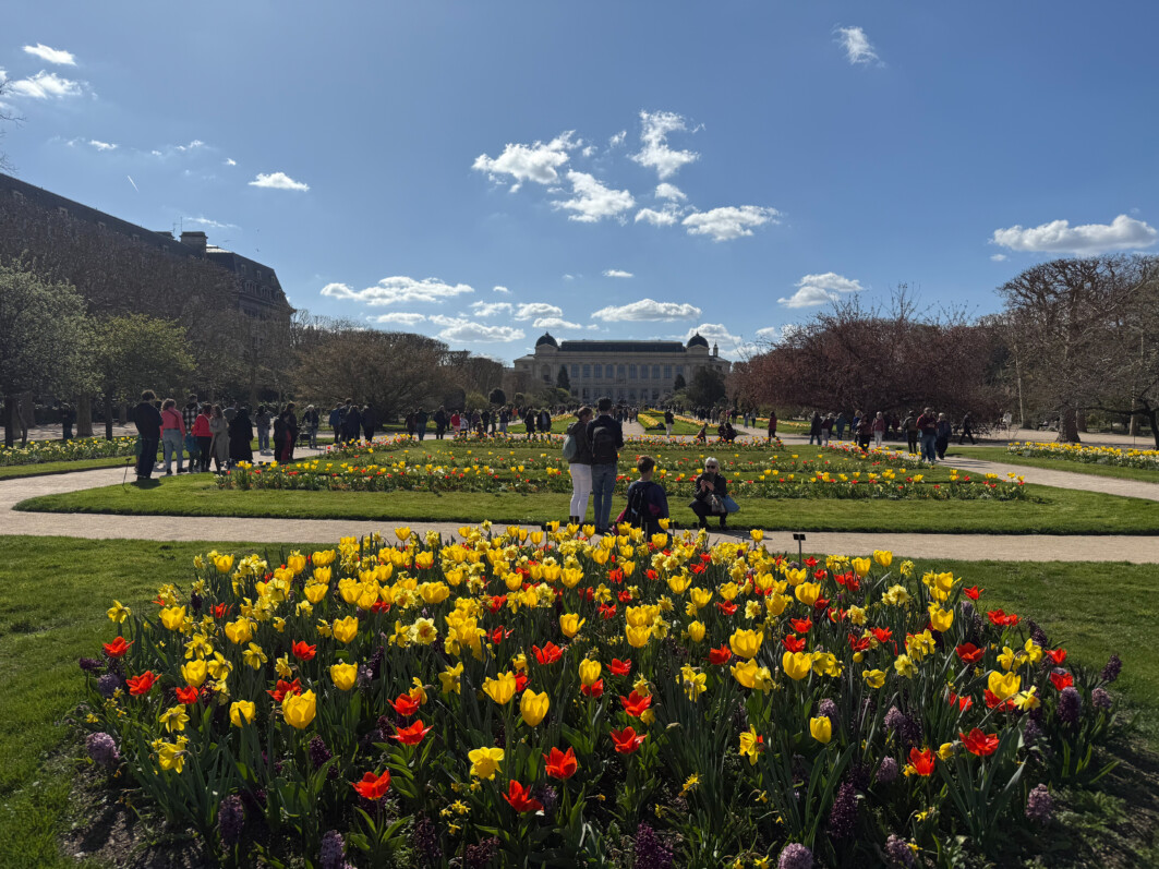 Floraisons au début du printemps dans le Jardin des plantes, Paris 5e (75)