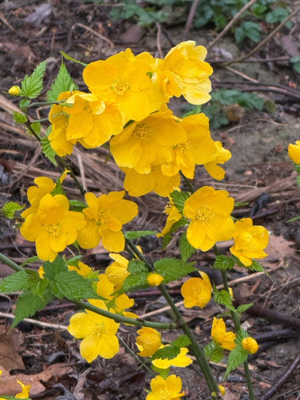 Corète du Japon, Kerria japonica 'Golden Guinea', fleurs, arbuste, avenue Jean Jaurès, Paris 19e (75)