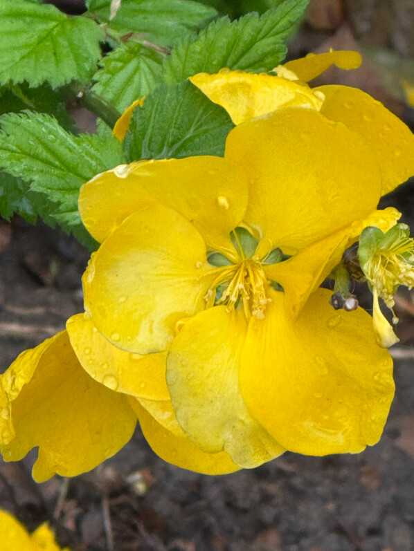 Corète du Japon, Kerria japonica 'Golden Guinea', fleurs, arbuste, avenue Jean Jaurès, Paris 19e (75)