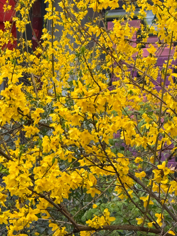 Forsythia, fleurs, arbuste, avenue Jean Jaurès, Paris 19e (75), printemps