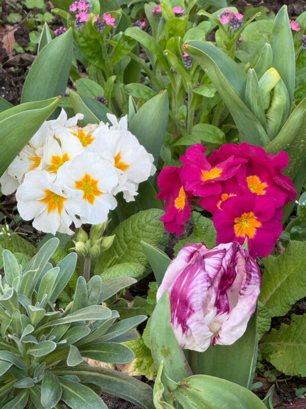 Tulipe et primevères, fleurs, plante bulbeuse, square Claude-Nicolas-Ledoux, Paris 14e (75)