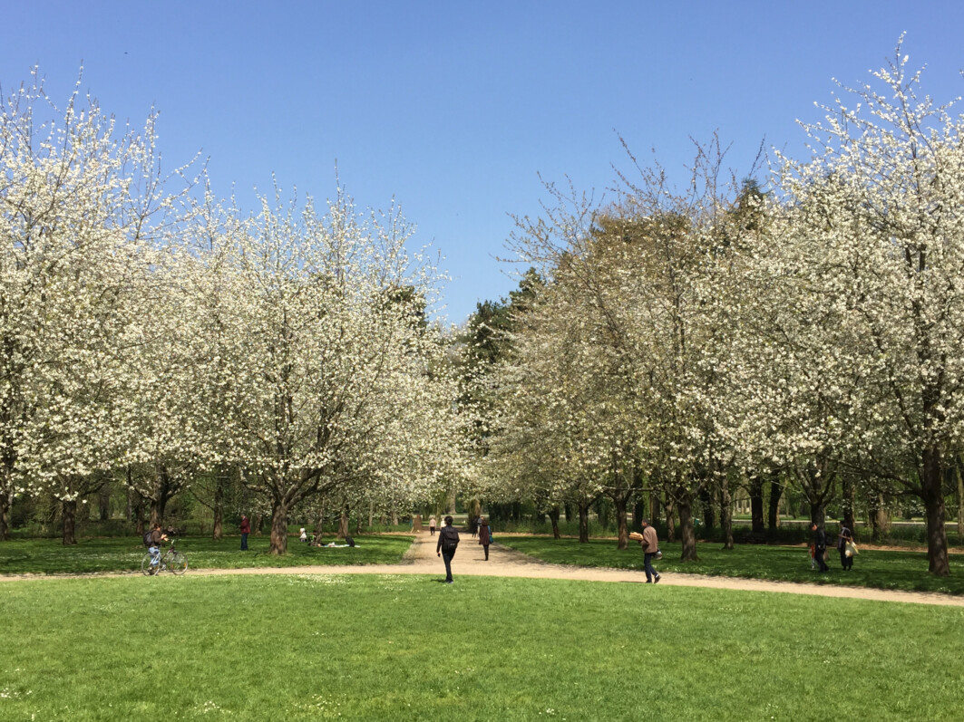 Cerisiers à fleurs, Prunus, Hanami, Domaine de Sceaux (92) au printemps