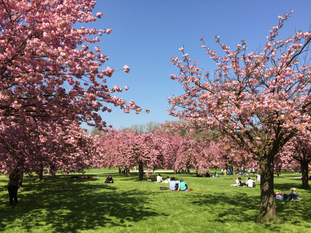 Cerisiers à fleurs, Prunus, Hanami, Domaine de Sceaux (92) au printemps