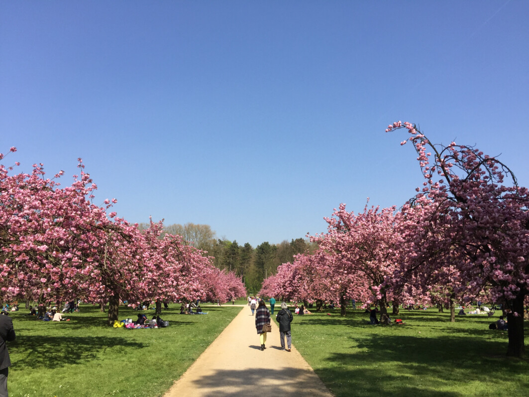 Cerisiers à fleurs, Prunus, Hanami, Domaine de Sceaux (92) au printemps