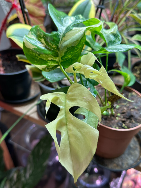 Rhaphidophora tetrasperma 'Variegata' full moon, plante d'intérieur, Araceae, Paris 19e (75)