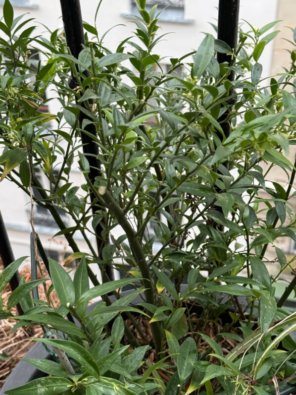 Sarcococca ruscifolia ‘Dragon’s Gate’ après la taille en fin d'hiver sur mon balcon parisien, Paris 19e (75)