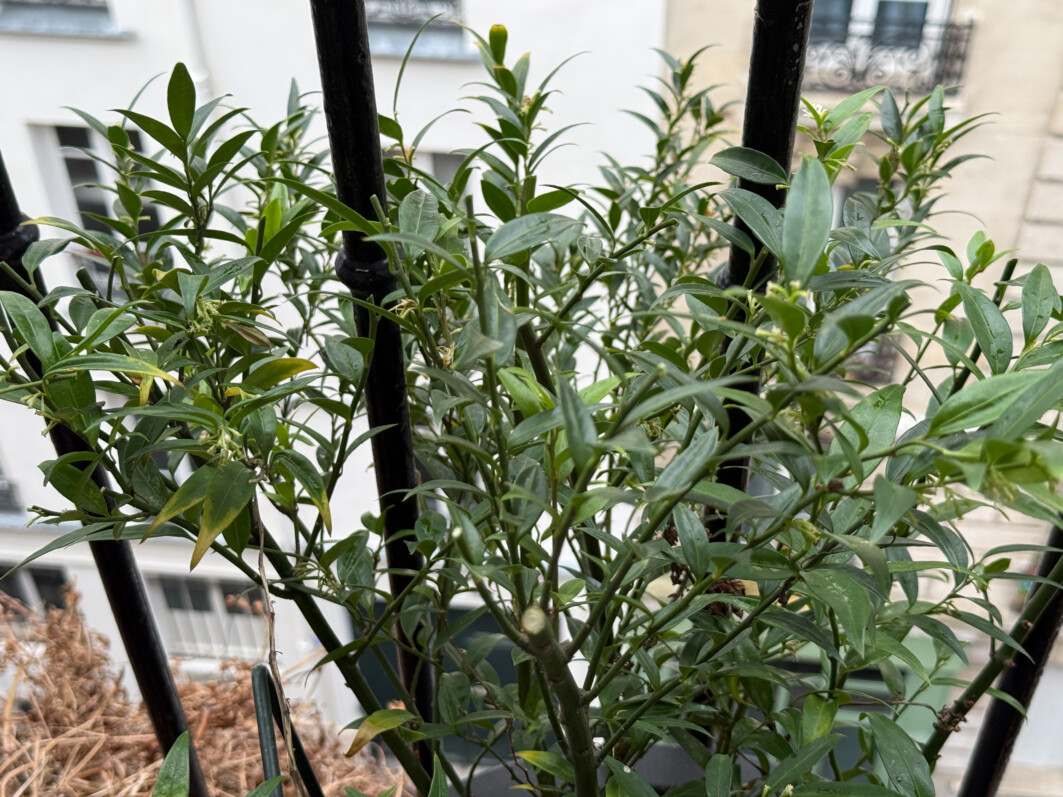 Sarcococca ruscifolia ‘Dragon’s Gate’ après la taille en fin d'hiver sur mon balcon parisien, Paris 19e (75)