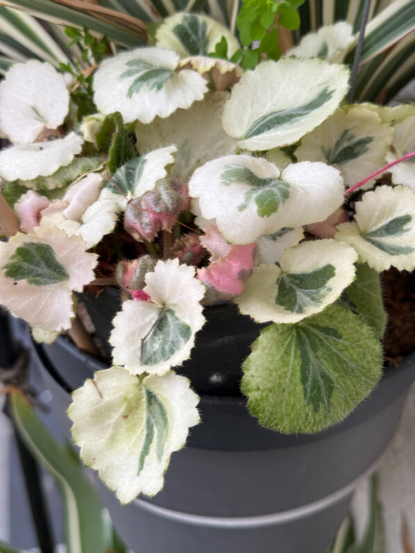 Saxifraga stolonifera ‘Ukarumi’ en fin d'hiver sur mon balcon parisien, Paris 19e (75)