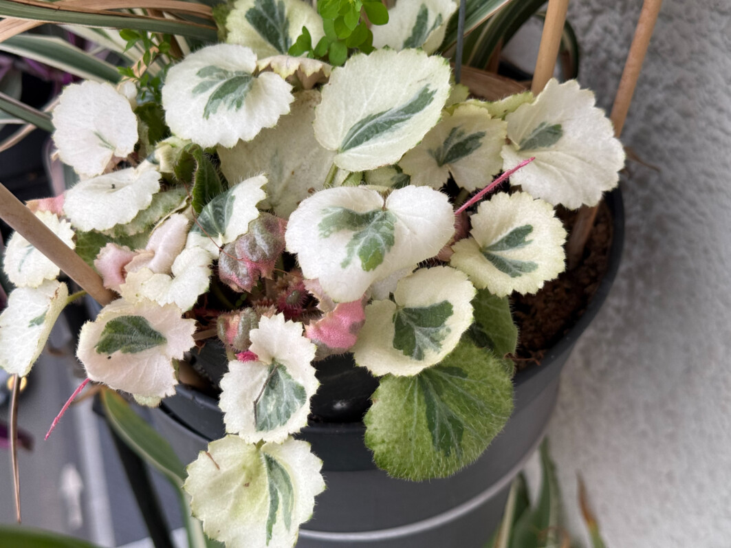 Lire la suite à propos de l’article Le beau feuillage du saxifrage stolonifère ‘Ukarumi’ en fin d’hiver sur mon balcon parisien