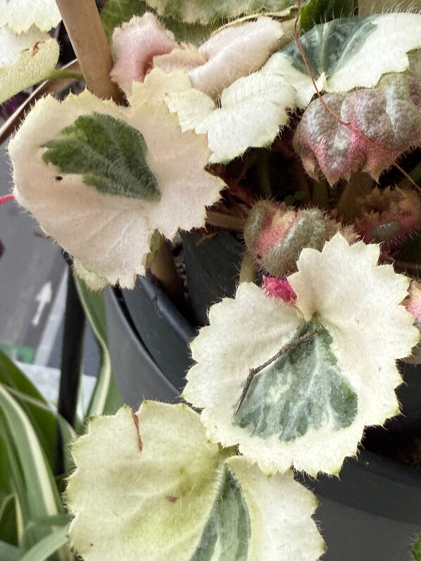 Saxifraga stolonifera ‘Ukarumi’ en fin d'hiver sur mon balcon parisien, Paris 19e (75)