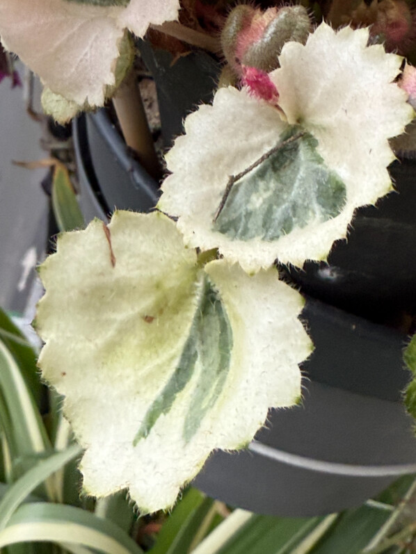 Saxifraga stolonifera ‘Ukarumi’ en fin d'hiver sur mon balcon parisien, Paris 19e (75)