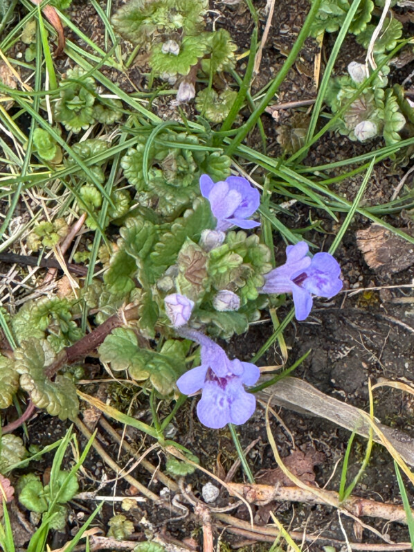 Lierre terrestre dans la pelouse au début du printemps dans le Jardin des Serres d'Auteuil, Paris 16e (75)
