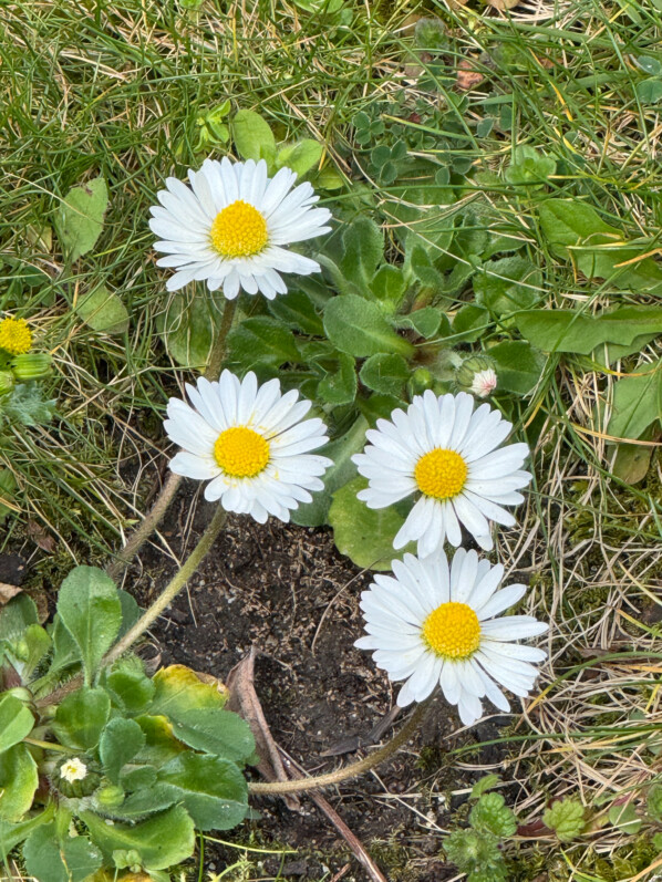 Pâquerettes dans la pelouse au début du printemps dans le Jardin des Serres d'Auteuil, Paris 16e (75)