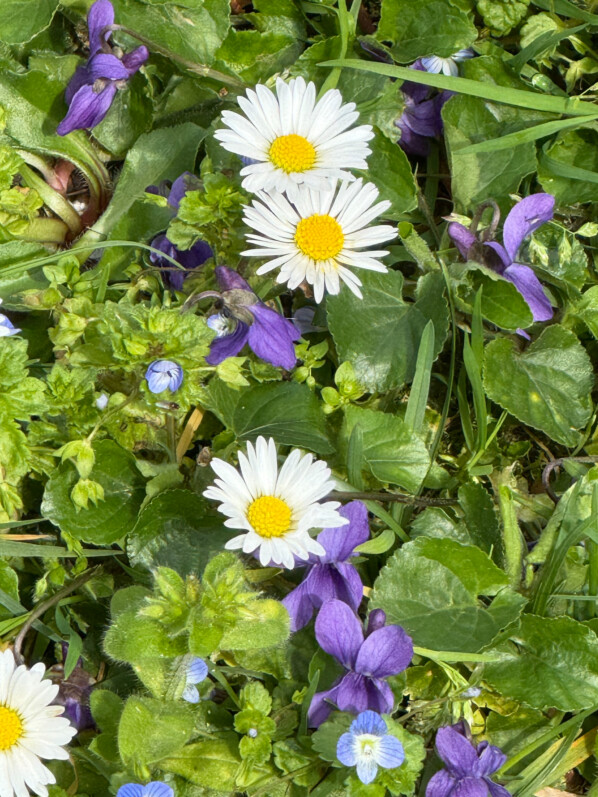 Violettes et pâquerettes dans la pelouse au début du printemps dans le Jardin des Serres d'Auteuil, Paris 16e (75)