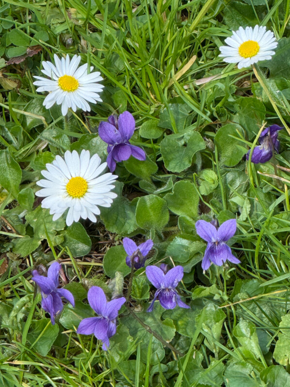 Violettes et pâquerettes dans la pelouse au début du printemps dans le Jardin des Serres d'Auteuil, Paris 16e (75)