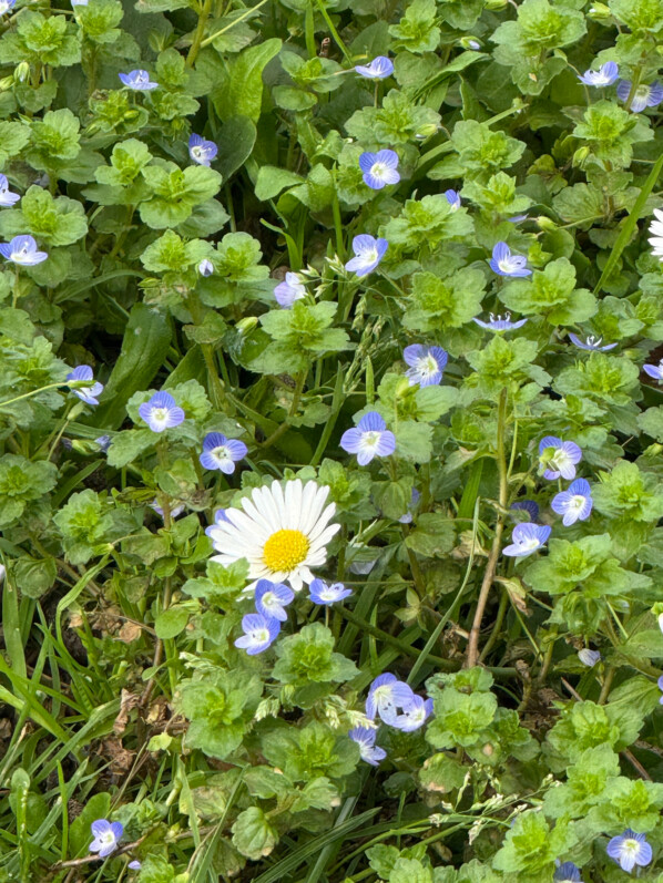 Lire la suite à propos de l’article Adorables fleurettes printanières pour la pelouse
