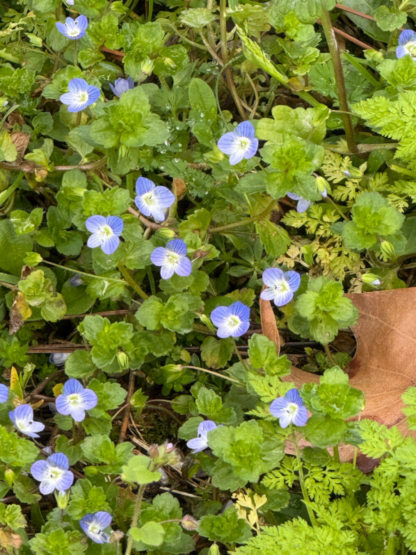 Véroniques dans la pelouse au début du printemps dans le Jardin des Serres d'Auteuil, Paris 16e (75)