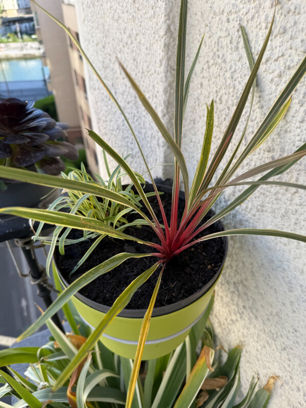 Potée d'agapanthe et de cordyline au début du printemps sur mon balcon parisien, Paris 19e (75)
