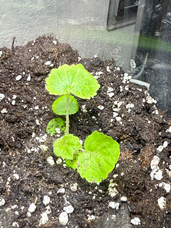 Begonia alchemilloides, jeune plant issu de semis, plante d'intérieur, terrarium, Paris 19e (75)