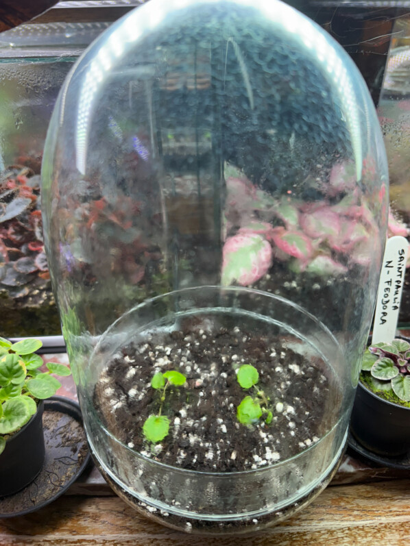 Lire la suite à propos de l’article Transplantation de mes semis de Begonia alchemilloides