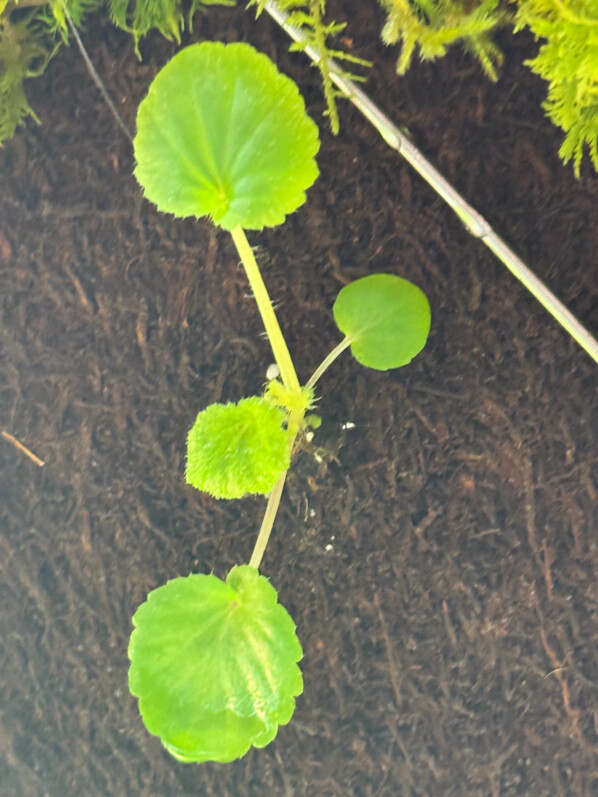 Begonia alchemilloides, jeune plant issu de semis, plante d'intérieur, terrarium, Paris 19e (75)