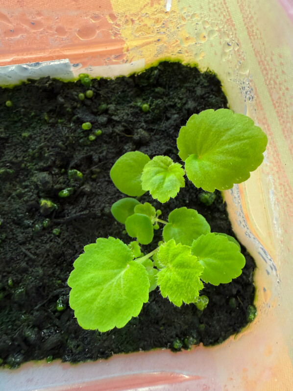 Lire la suite à propos de l’article Mes bébés Begonia alchemilloides obtenus par semis se portent bien