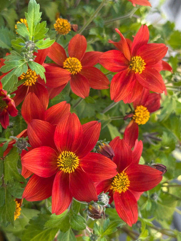 Bidens à fleurs rouges au début du printemps sur mon balcon parisien, Paris 19e (75)