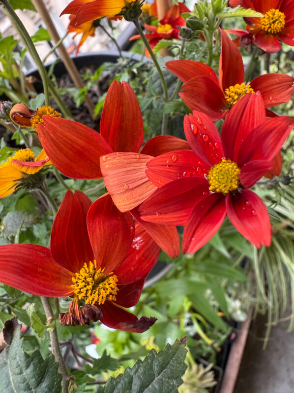 Bidens à fleurs simples rouges au début du printemps sur mon balcon parisien, Paris 19e (75)