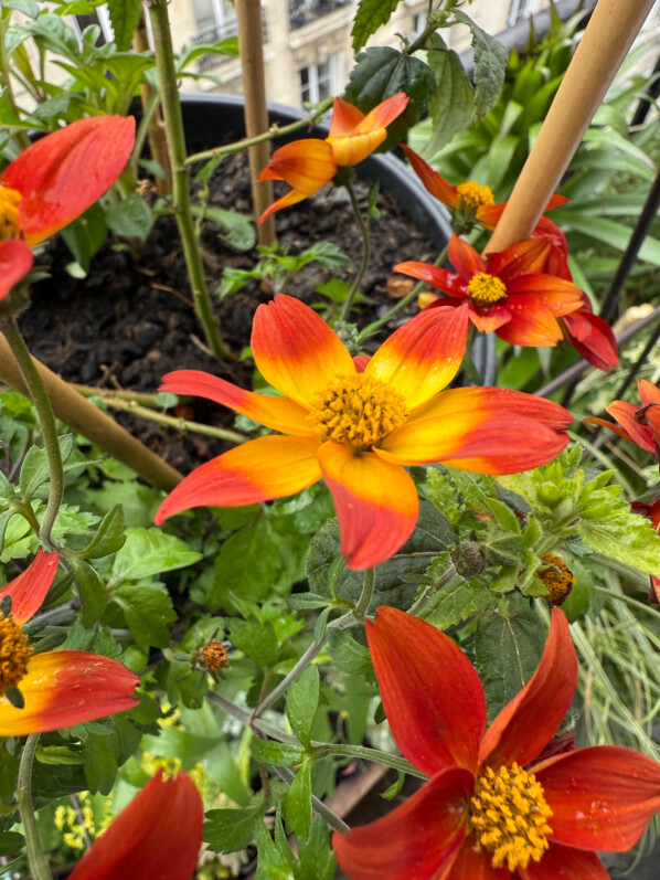 Bidens à fleurs simples rouge et or au début du printemps sur mon balcon parisien, Paris 19e (75)