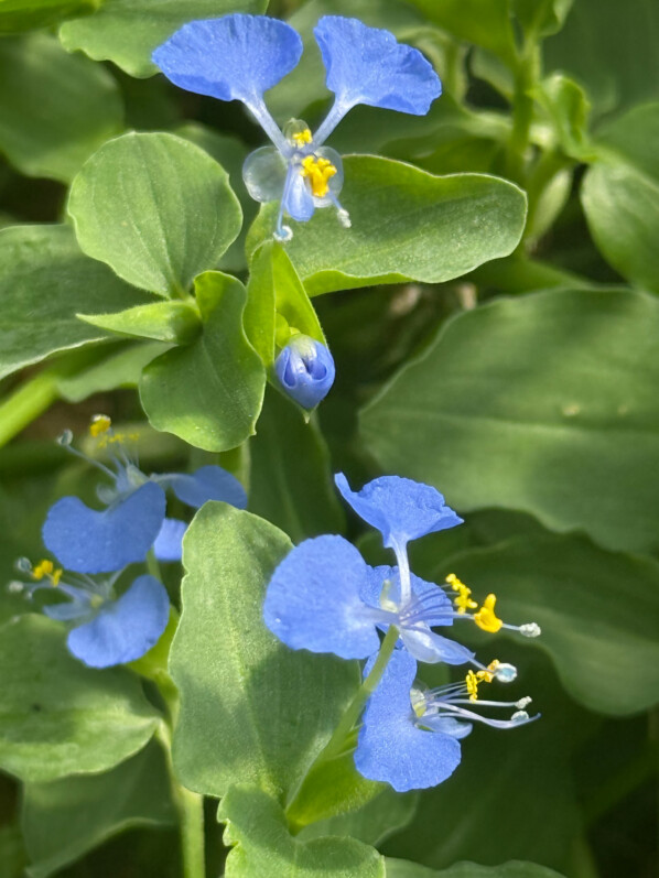 Commélyne du Bengale, Commelina benghalensis, Jardin des Serres d'Auteuil, Paris 16e (75)