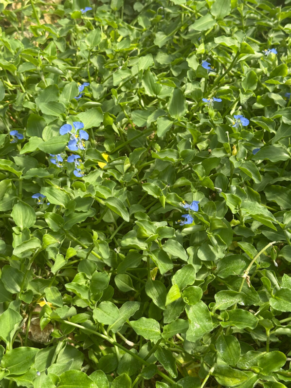 Commélyne du Bengale, Commelina benghalensis, Jardin des Serres d'Auteuil, Paris 16e (75)