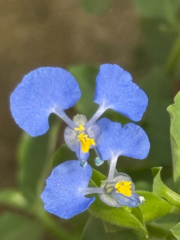 Commélyne du Bengale, Commelina benghalensis, Jardin des Serres d'Auteuil, Paris 16e (75)