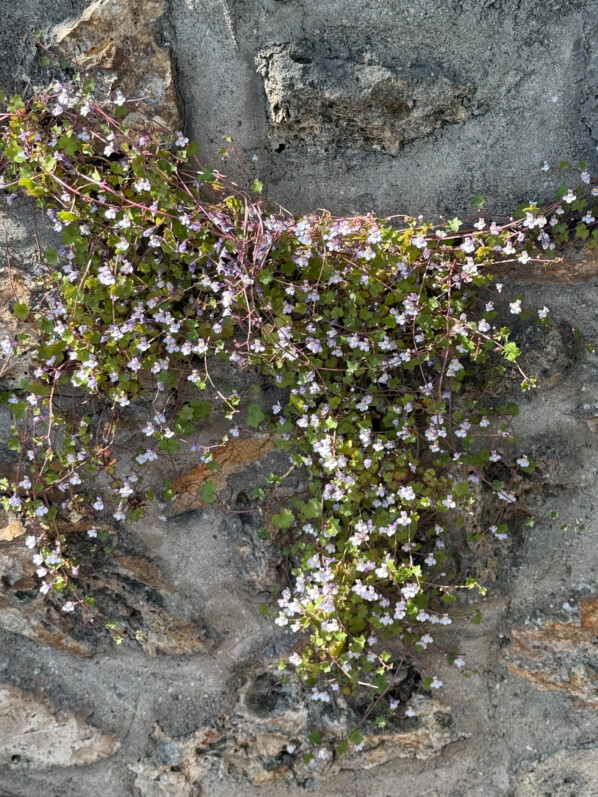 Cymbalaire, Cymbalaria muralis, fleurs, floraison printanière, Chatenay-Malabry (92)