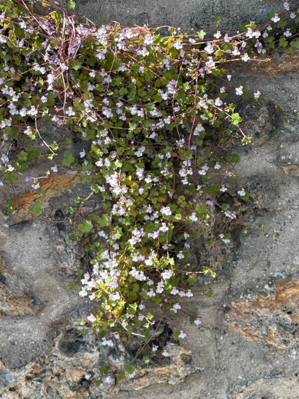 Lire la suite à propos de l’article Délicate cascade de fleurs de la cymbalaire