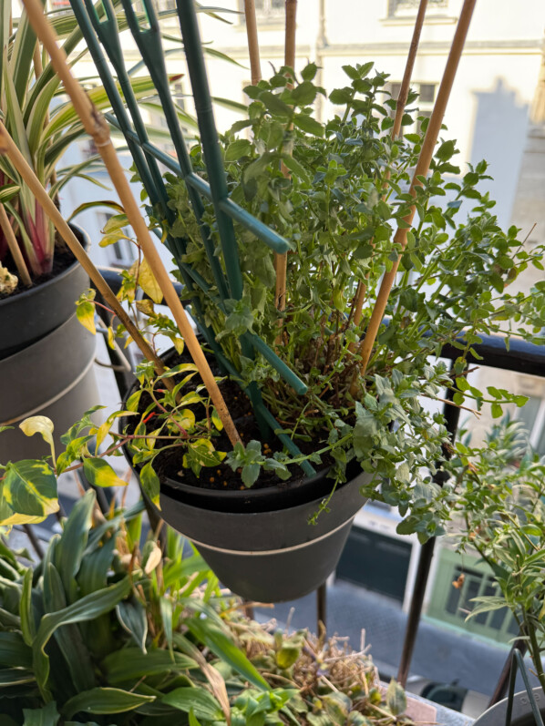 Potée de diascia et de cuphéa au début du printemps sur mon balcon parisien, Paris 19e (75)
