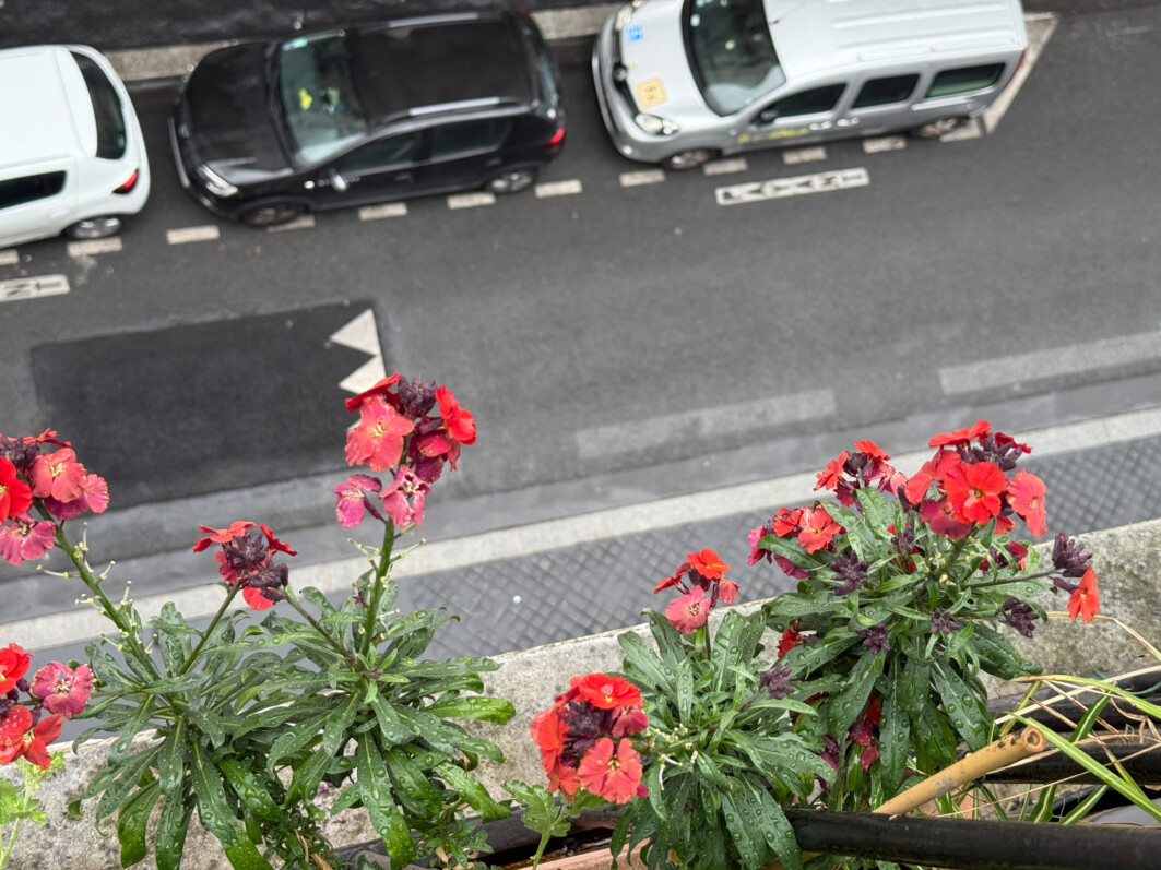 Giroflées au début du printemps sur mon balcon parisien, Paris 19e (75)