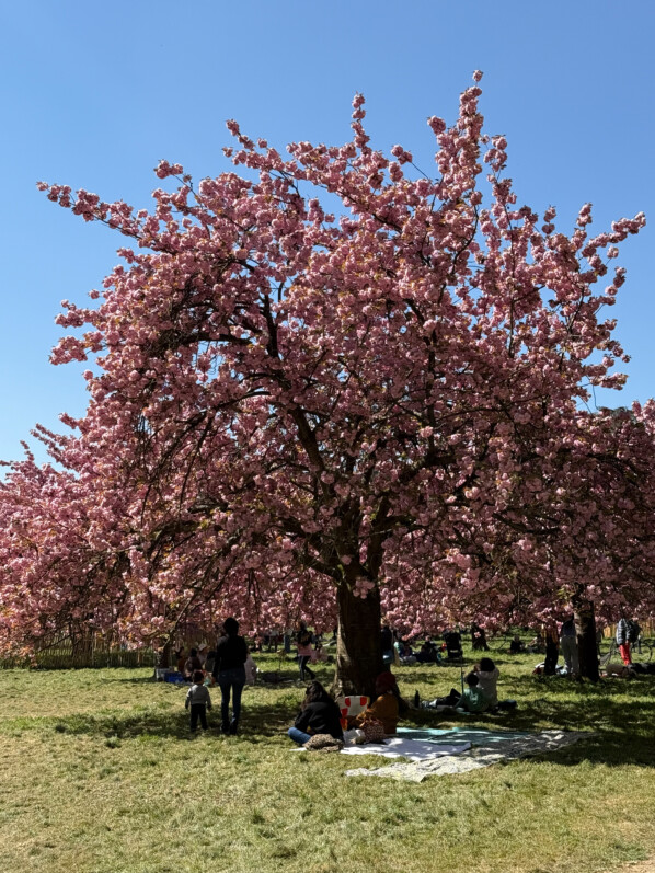 Hanami, floraison des cerisiers à fleurs, Prunus, Parc de Sceaux, Sceaux (92)
