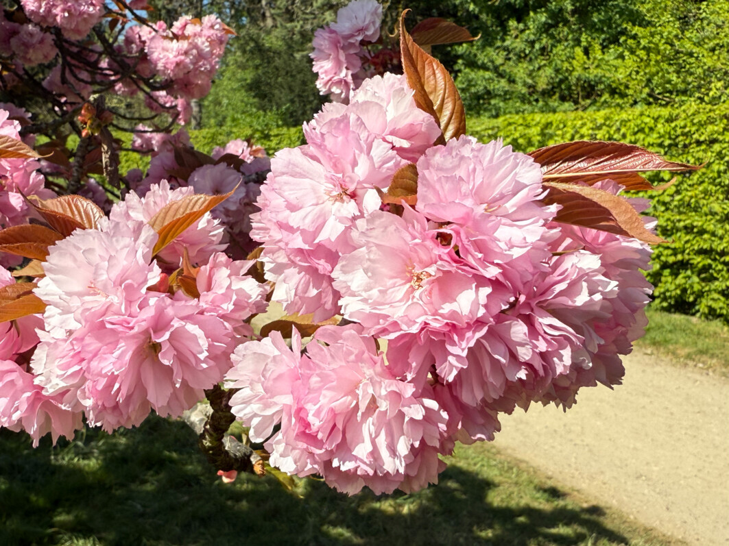 Hanami, floraison des cerisiers à fleurs, Prunus, Parc de Sceaux, Sceaux (92)