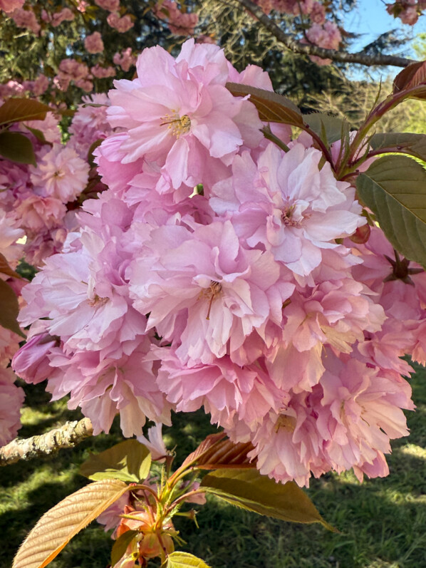 Hanami, floraison des cerisiers à fleurs, Prunus, Parc de Sceaux, Sceaux (92)