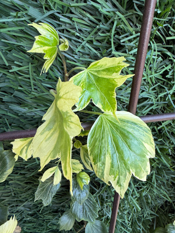 Hedera helix ‘Reef Shell’ au début du printemps sur mon balcon parisien, Paris 19e (75)