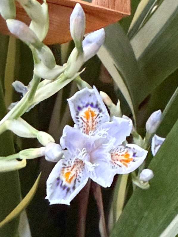 Iris du Japon à feuillage panaché, fleurs, plante vivace, au début du printemps sur mon balcon parisien, Paris 19e (75)