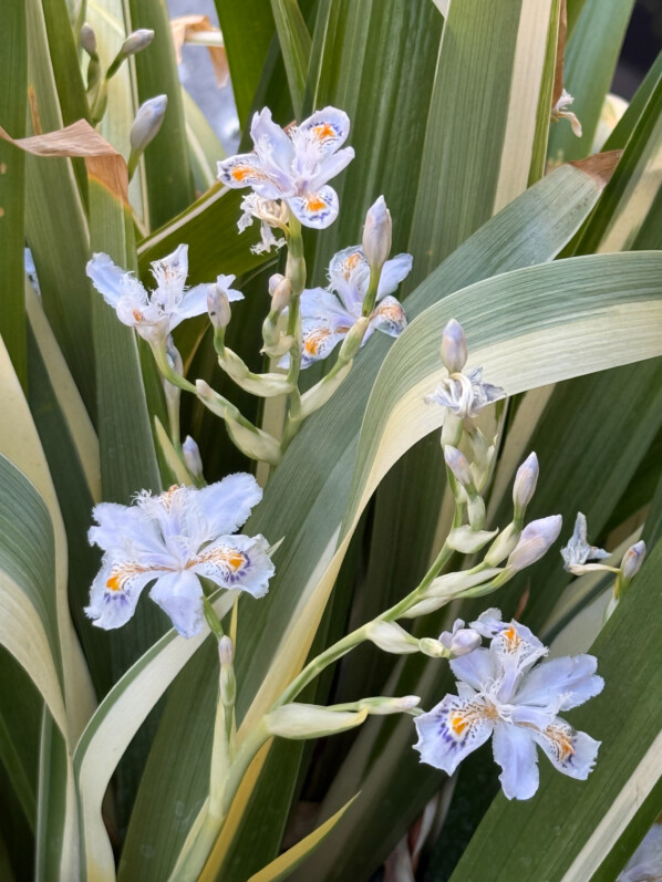 Iris du Japon à feuillage panaché, fleurs, plante vivace, au début du printemps sur mon balcon parisien, Paris 19e (75)