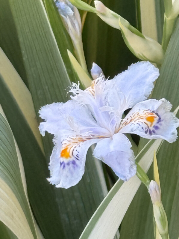 Iris du Japon à feuillage panaché, fleurs, plante vivace, au début du printemps sur mon balcon parisien, Paris 19e (75)