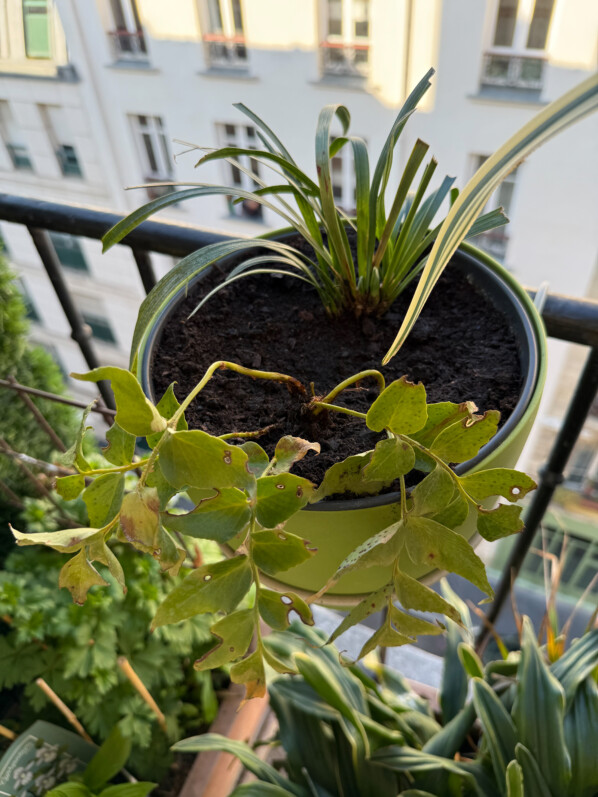 Potée de cyrtomium et de liriope au début du printemps sur mon balcon parisien, Paris 19e (75)