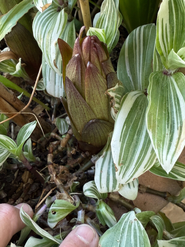 Nouvelle pousse de lis au début du printemps sur mon balcon parisien, Paris 19e (75)