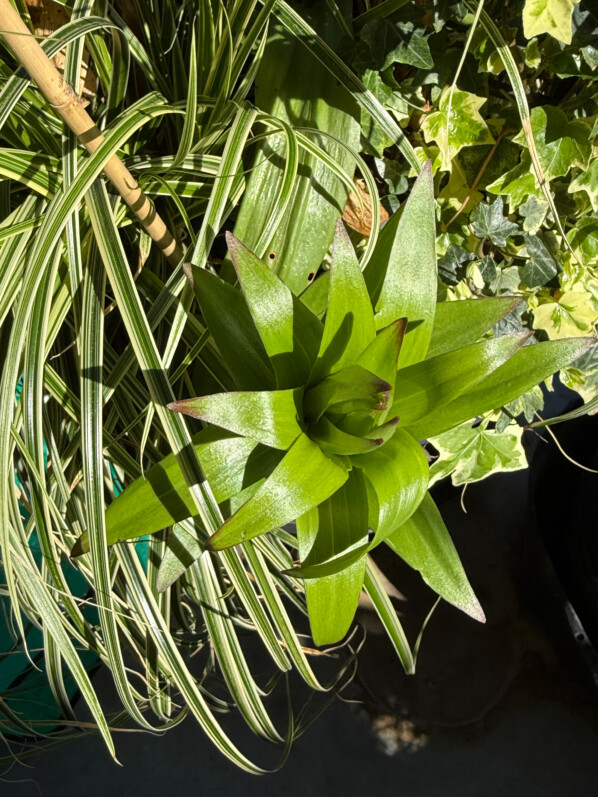 Nouvelle pousse de lis au début du printemps sur mon balcon parisien, Paris 19e (75)
