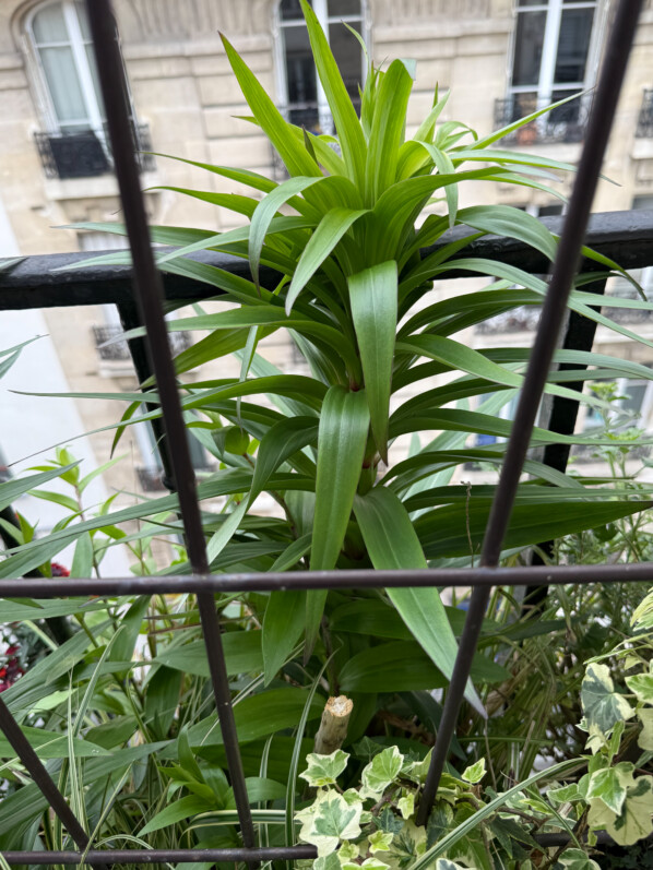 Lis (Lilium) au début du printemps sur mon balcon parisien, Paris 19e (75)
