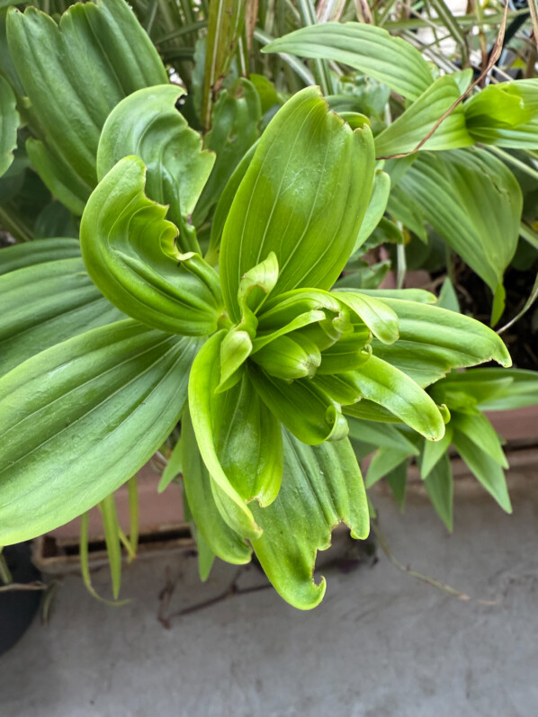 Lis dévoré par les criocères au début du printemps sur mon balcon parisien, Paris 19e (75)
